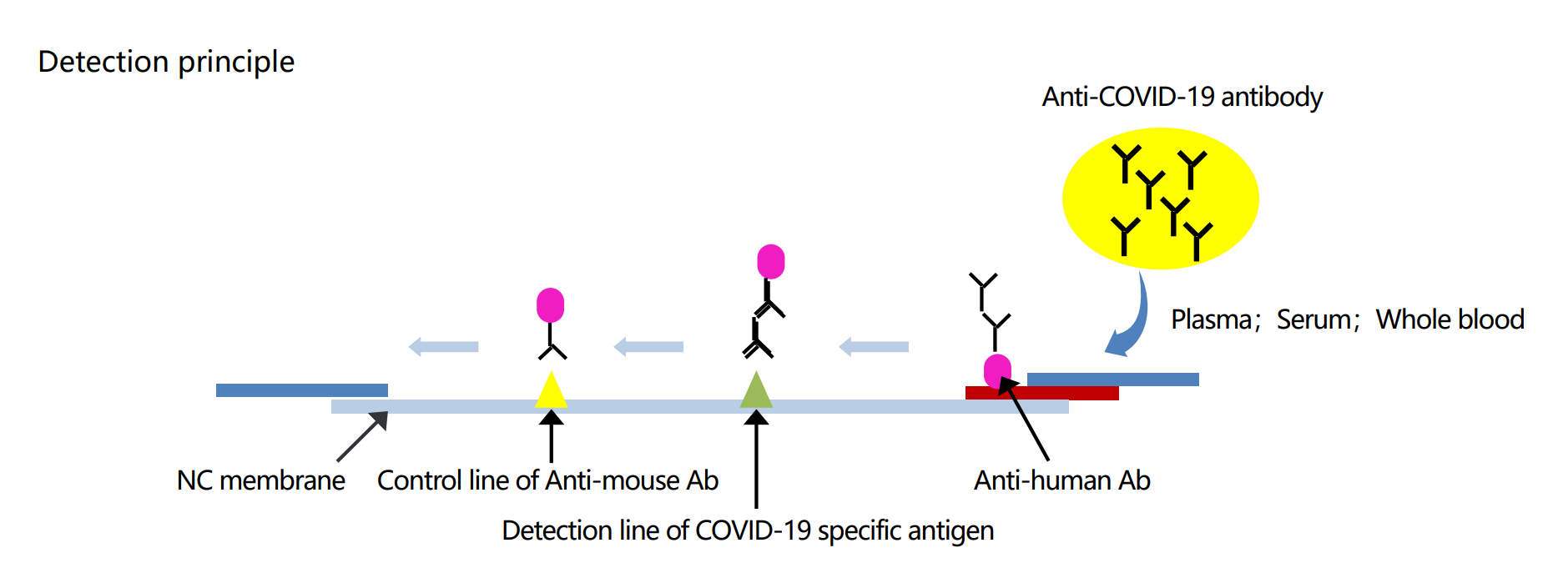 COVID-19 IgM Lateral Flow Assay 2