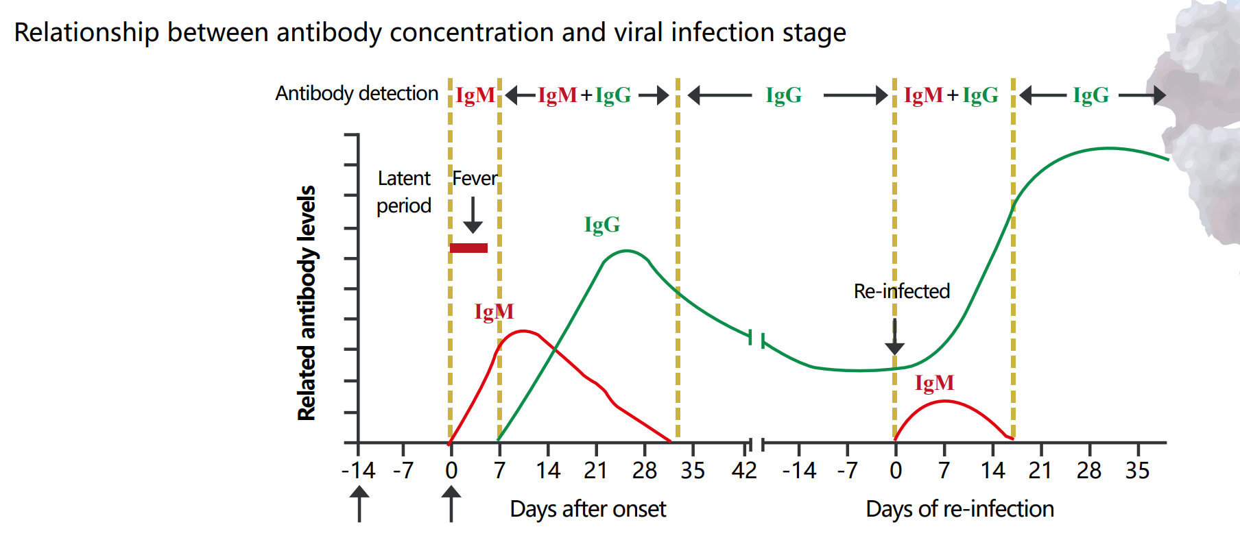 COVID-19 IgM Lateral Flow Assay 1