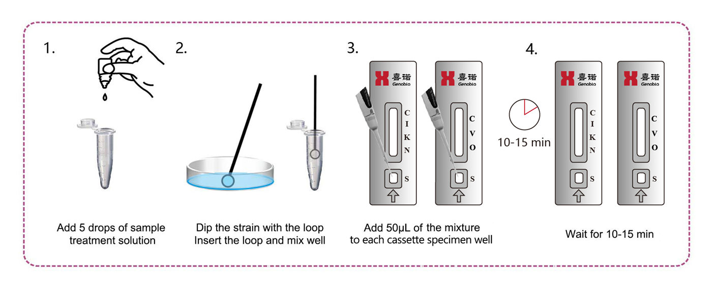 Carbapenem-resistant K.N.I.V.O. Detection K-Set (Lateral Flow Assay) 2